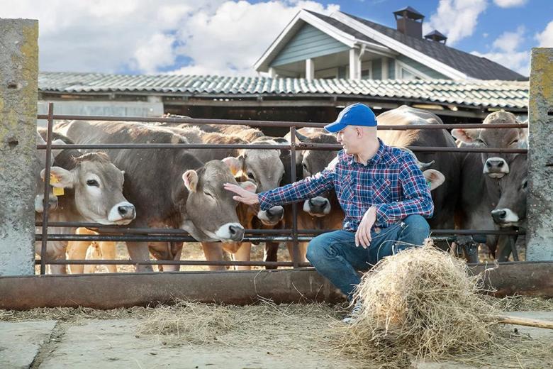 Башмачникова: Остановить сокращение поголовья коров можно и нужно